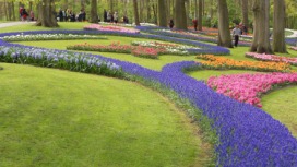 2014-04-17 Holland Tulips 59.jpg